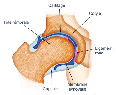Les articulations de la hanche