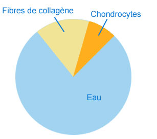 graphique composition des articulations