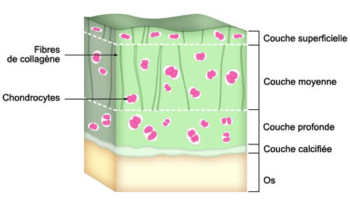 structure du cartilage
