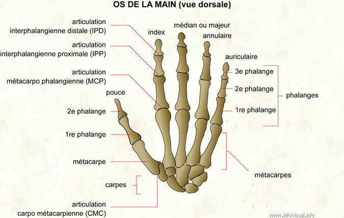 articulations-main